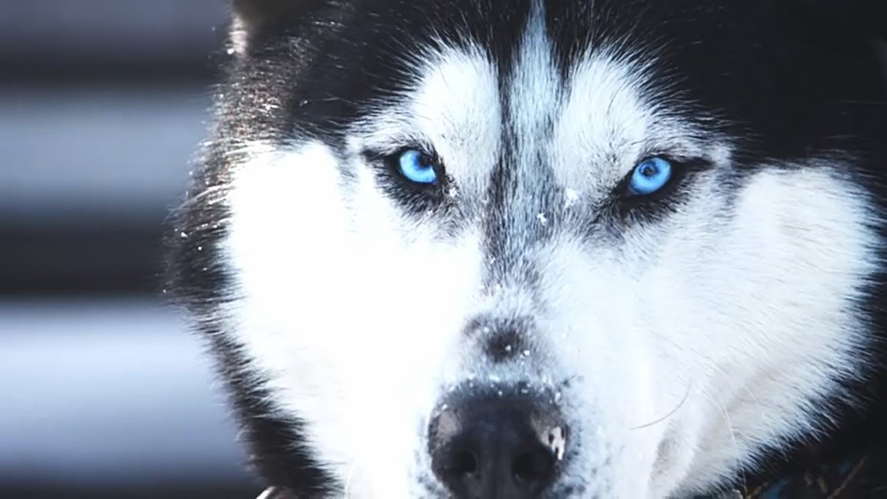 какая порода северных собак какая порода северных собак